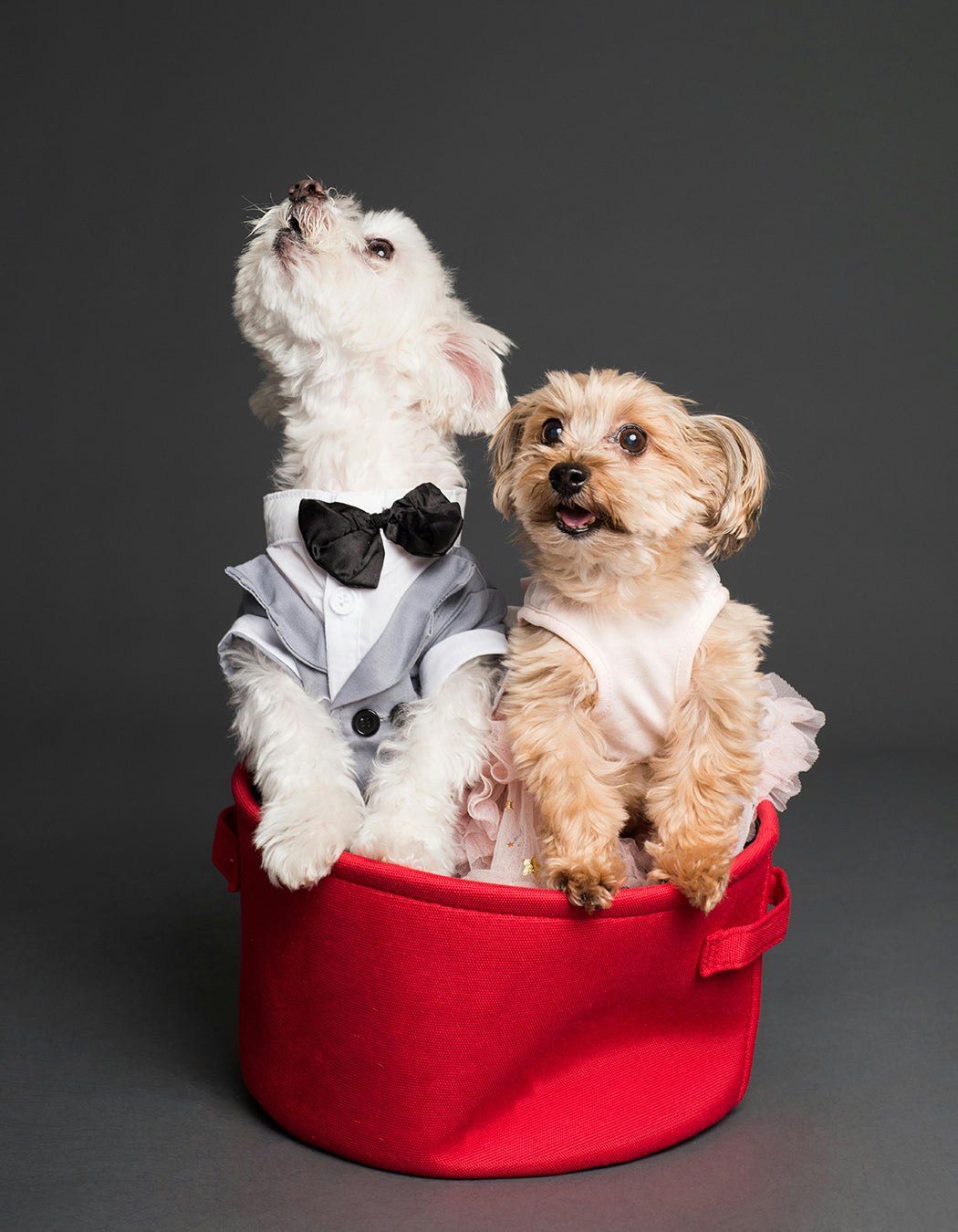 Pet's Accessories